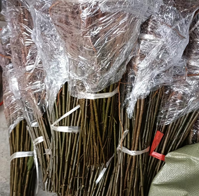 四川梨实生苗棠梨苗梨嫁接砧木现挖现发