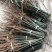 四川梨实生苗棠梨苗梨嫁接砧木现挖现发