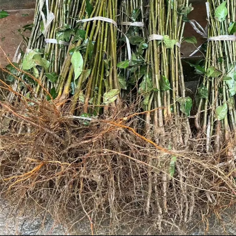 四川梨实生苗棠梨苗梨嫁接砧木现挖现发