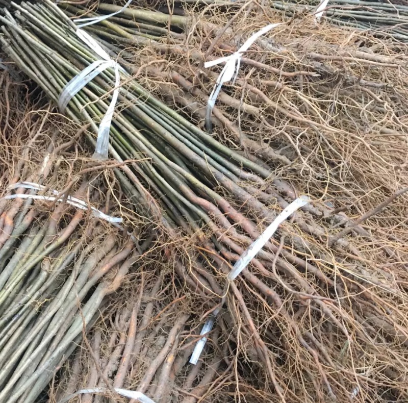 四川梨实生苗棠梨苗梨嫁接砧木现挖现发