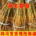 四川梨实生苗棠梨苗梨嫁接砧木现挖现发