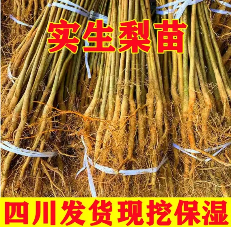 四川梨实生苗棠梨苗梨嫁接砧木现挖现发