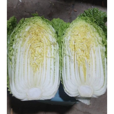 新疆大白菜