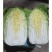 新疆大白菜