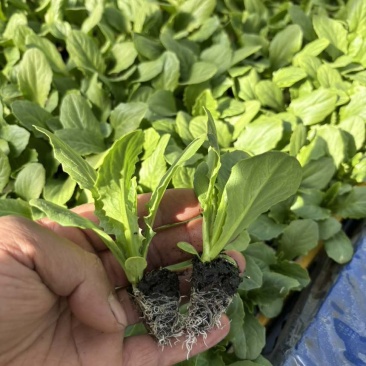油麦菜苗自家育苗基地/根系发达成活率高/免费提供种植技术