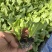 油麦菜苗自家育苗基地/根系发达成活率高/免费提供种植技术