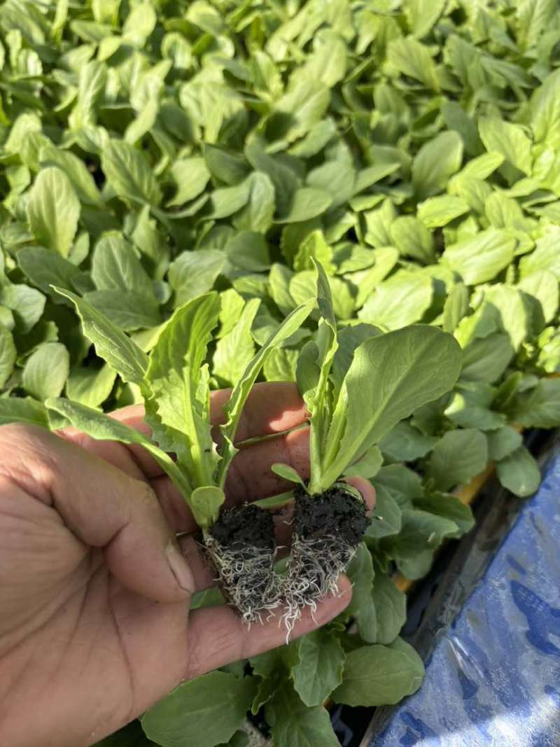 油麦菜苗自家育苗基地/根系发达成活率高/免费提供种植技术