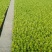 生菜苗美国大速生生菜苗绿叶扇形生菜苗结球生菜苗