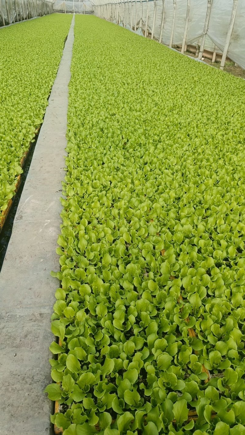 生菜苗美国大速生生菜苗绿叶扇形生菜苗结球生菜苗