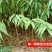 四川实生桃苗嫁接砧木苗现挖现发量大优惠