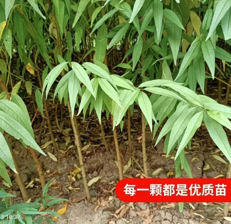 四川实生桃苗嫁接砧木苗现挖现发量大优惠