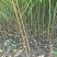 四川实生桃苗嫁接砧木苗现挖现发量大优惠