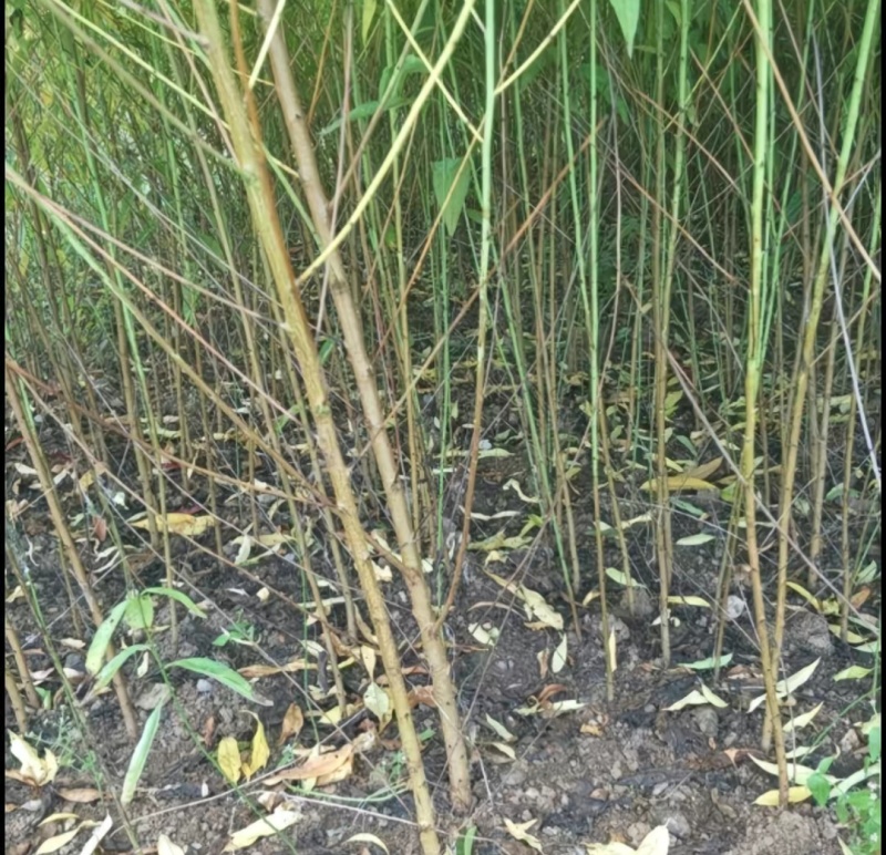 四川实生桃苗嫁接砧木苗现挖现发量大优惠