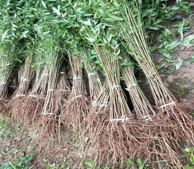 四川实生桃苗嫁接砧木苗现挖现发量大优惠
