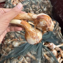 云南大中小青皮茨菇，大量上市价格稳定货源充足欢迎对接