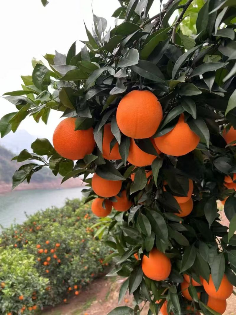 【推荐】纽荷尔脐橙一手货源供应市场商超电商量大从优