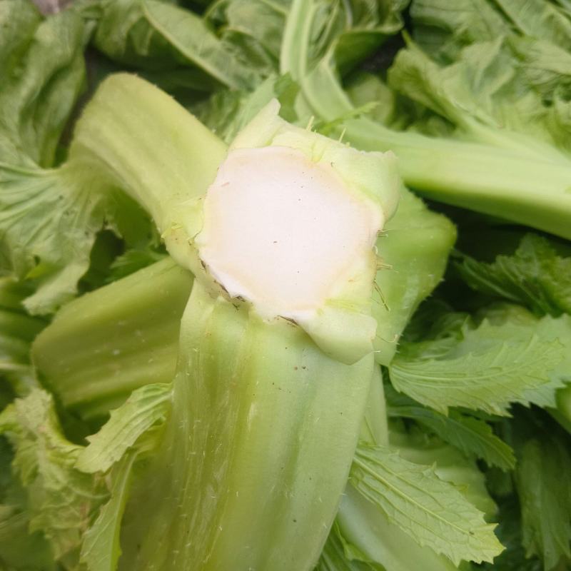 泡青菜一手货源品质保证支持视频看货选货欢迎来电