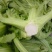 泡青菜一手货源品质保证支持视频看货选货欢迎来电