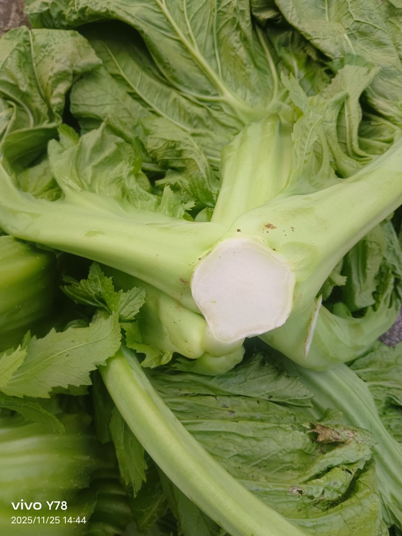 泡青菜一手货源品质保证支持视频看货选货欢迎来电