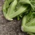 泡青菜一手货源品质保证支持视频看货选货欢迎来电