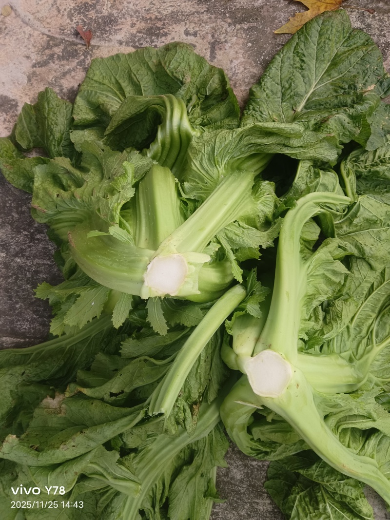 泡青菜一手货源品质保证支持视频看货选货欢迎来电