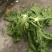 泡青菜一手货源品质保证支持视频看货选货欢迎来电