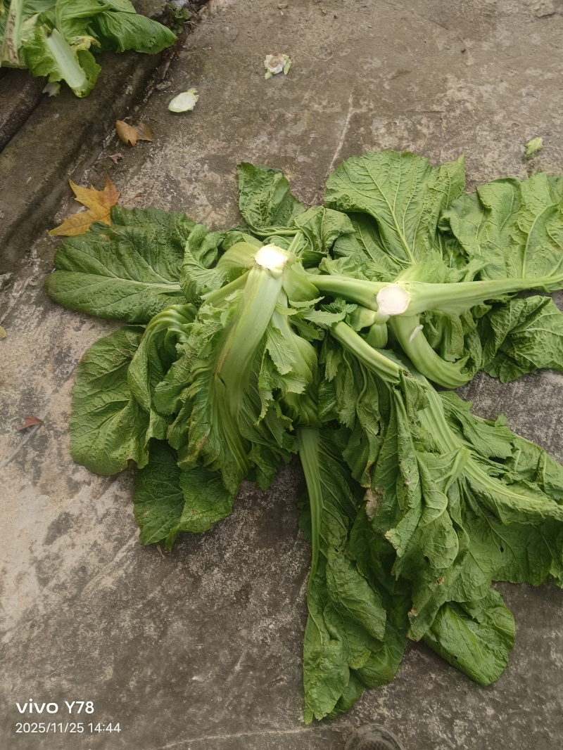 泡青菜一手货源品质保证支持视频看货选货欢迎来电