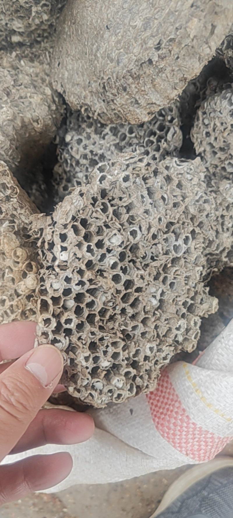 蜂房中药材干净无杂质量大从优！