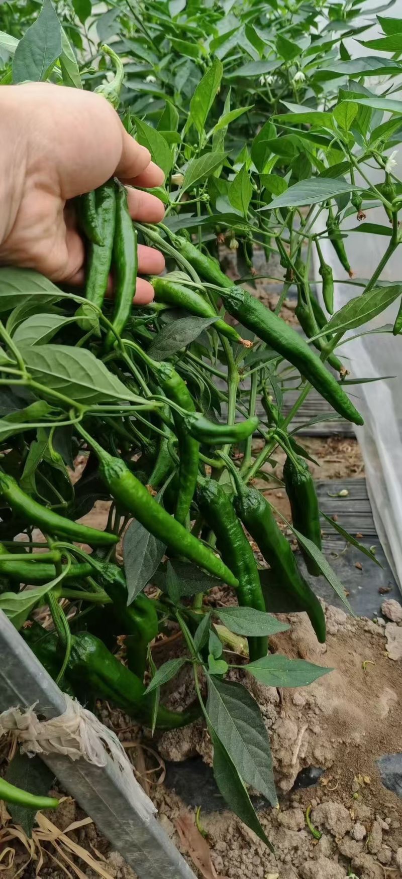 苏润5号樟树港椒辣椒种子早熟短羊角形辣椒种子原装