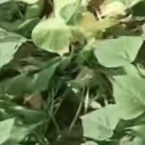 红薯苗哈密