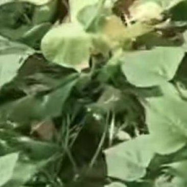 红薯苗哈密