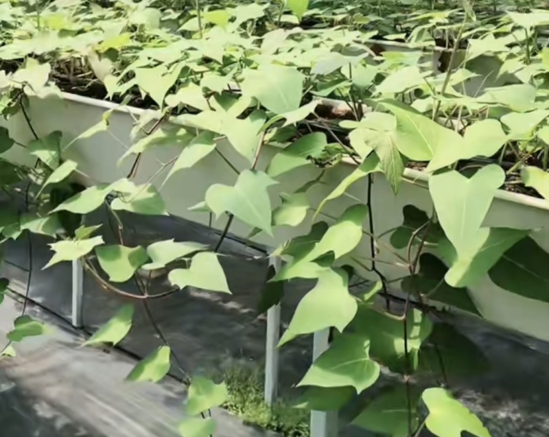 美国9408红薯苗