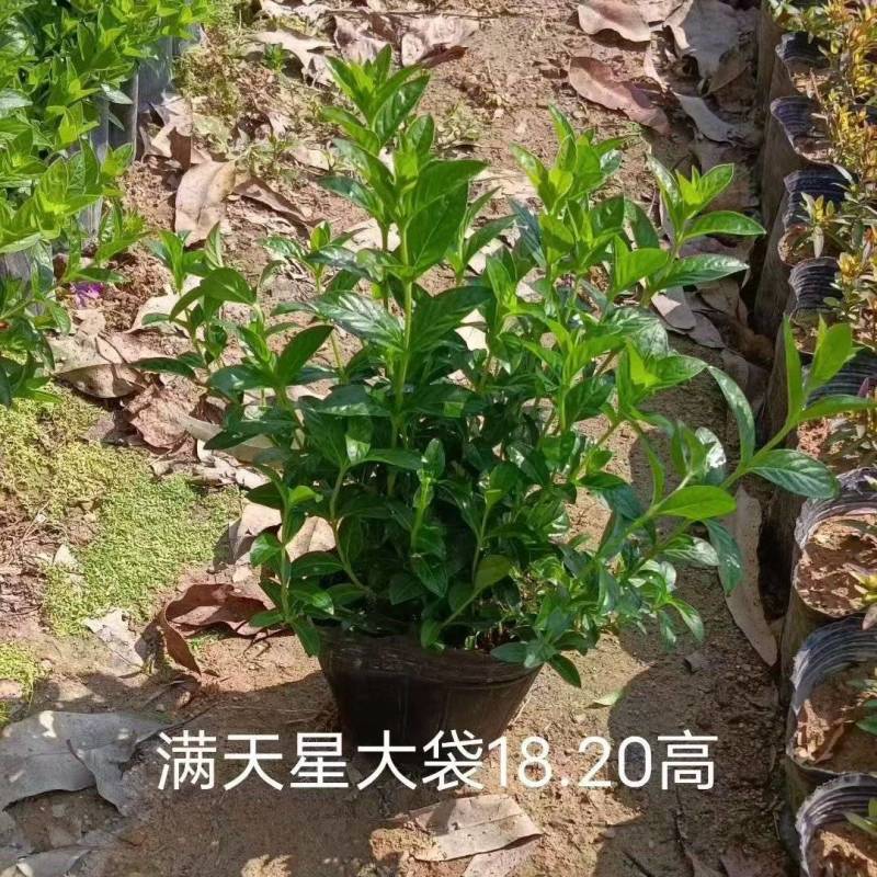 满天星支持视频看货诚信经营价格实惠