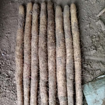 河北精品小白嘴山药基地一手货源全国发货可视频看货