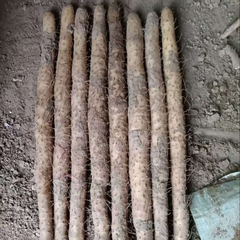 河北精品小白嘴山药基地一手货源全国发货可视频看货