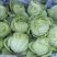 饶平本地芥菜心