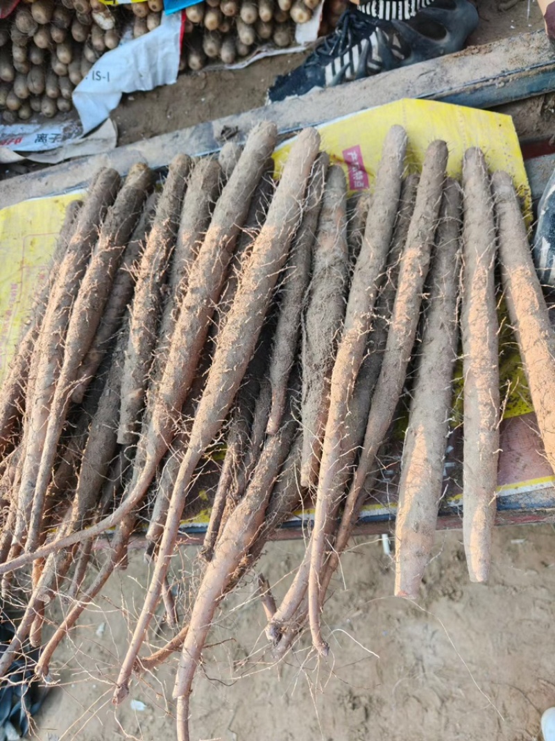 河北精品小白嘴山药基地一手货源全国发货可视频看货