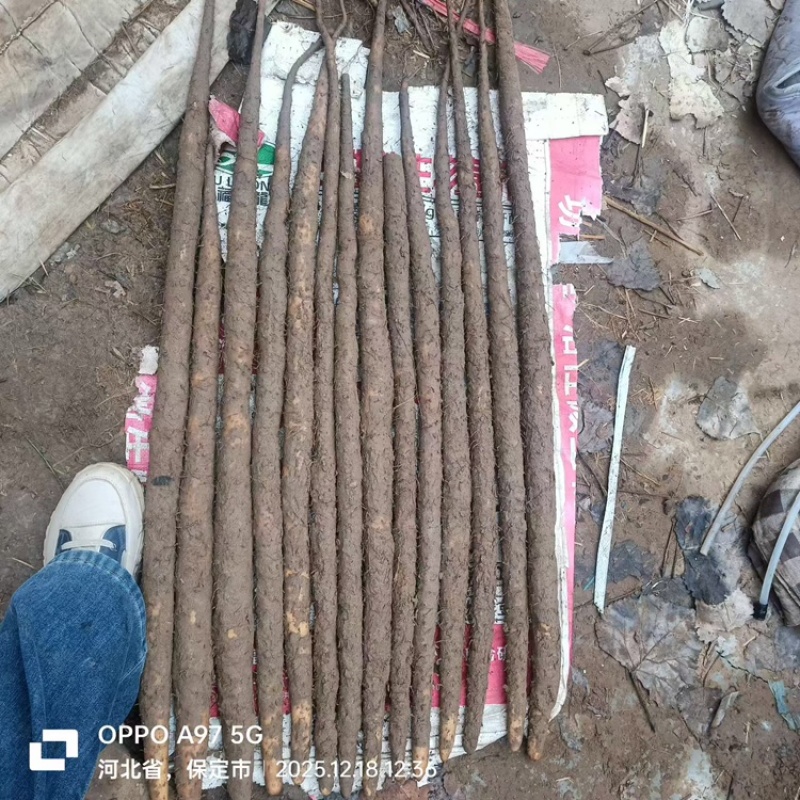 河北精品小白嘴山药基地一手货源全国发货可视频看货