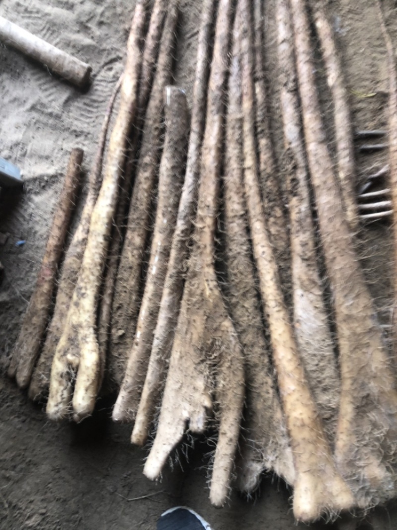 河北精品小白嘴山药基地一手货源全国发货可视频看货