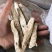 河北精品小白嘴山药基地一手货源全国发货可视频看货