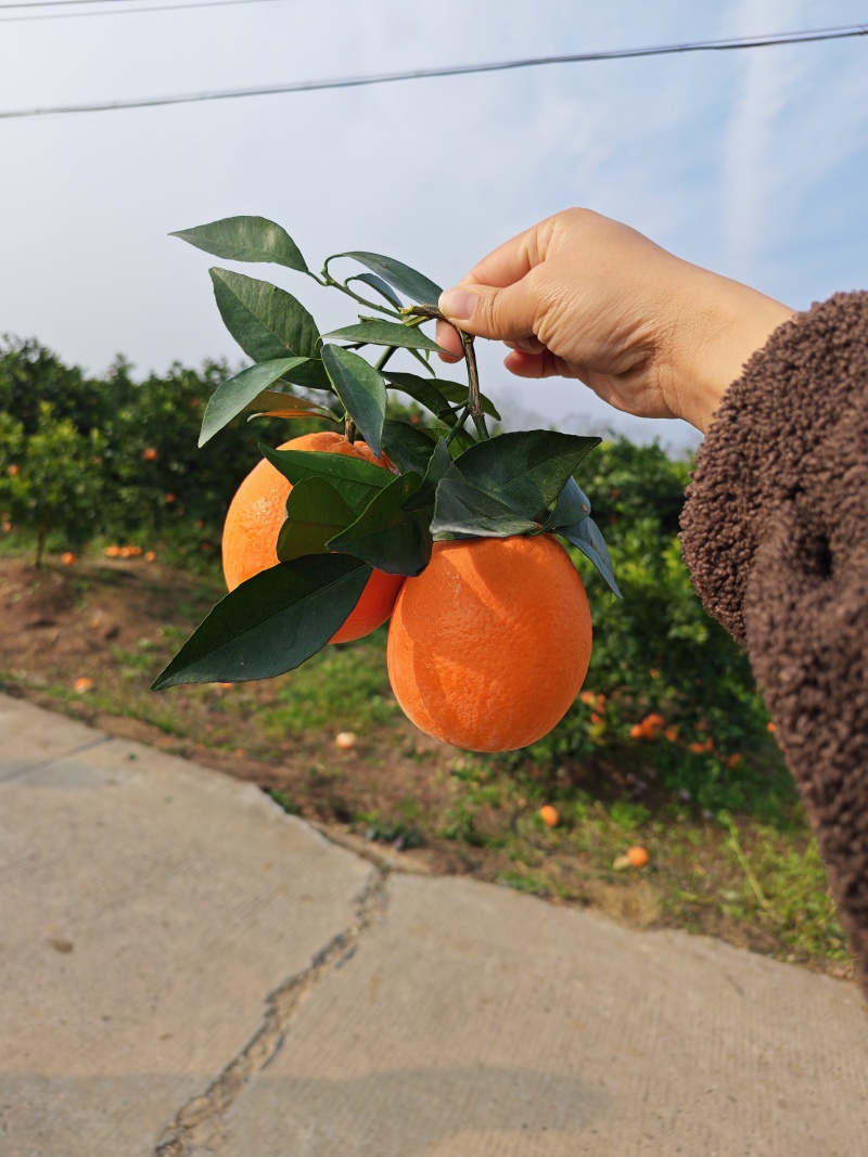 纽荷尔