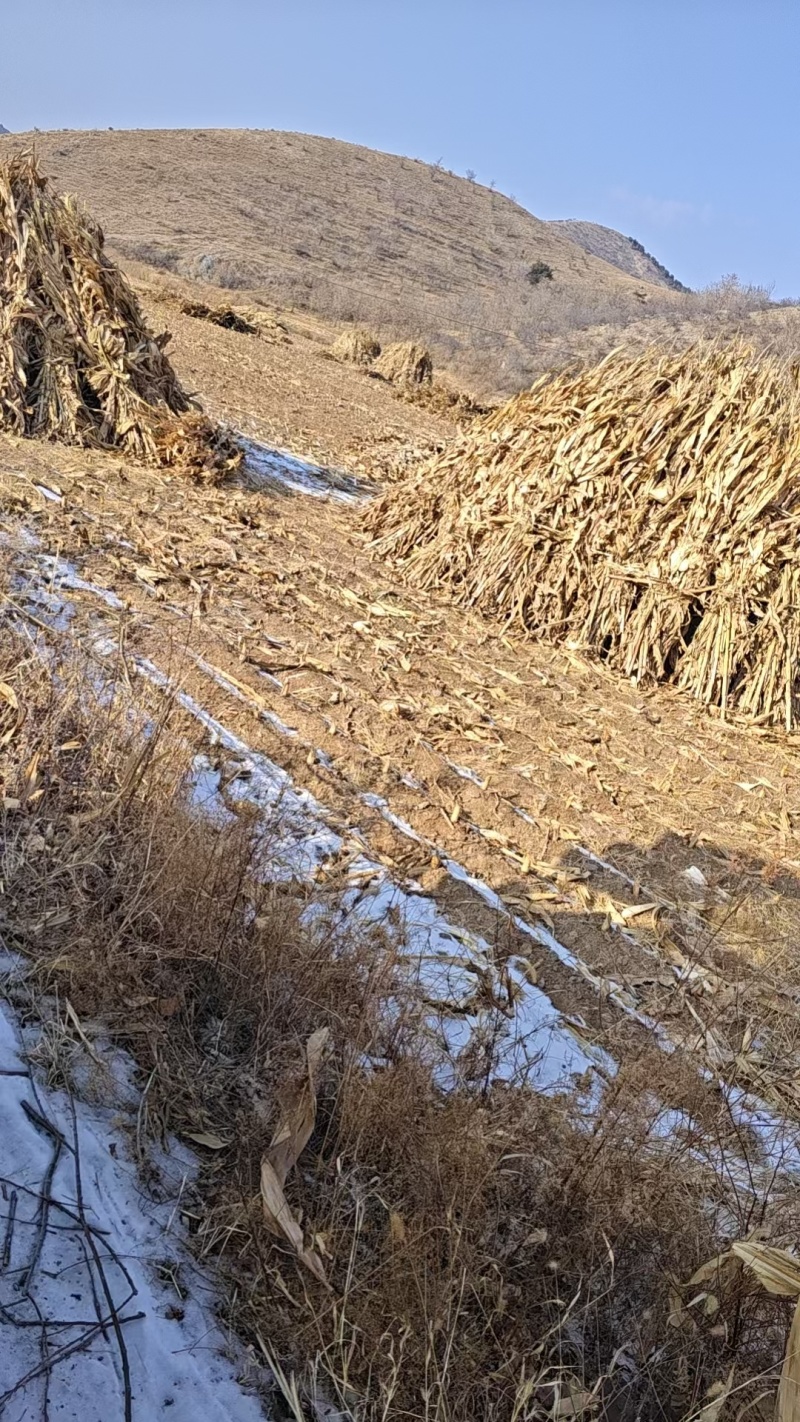农户自产玉米秸秆25%含水率每天最少出货20吨