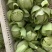 饶平本地芥菜心