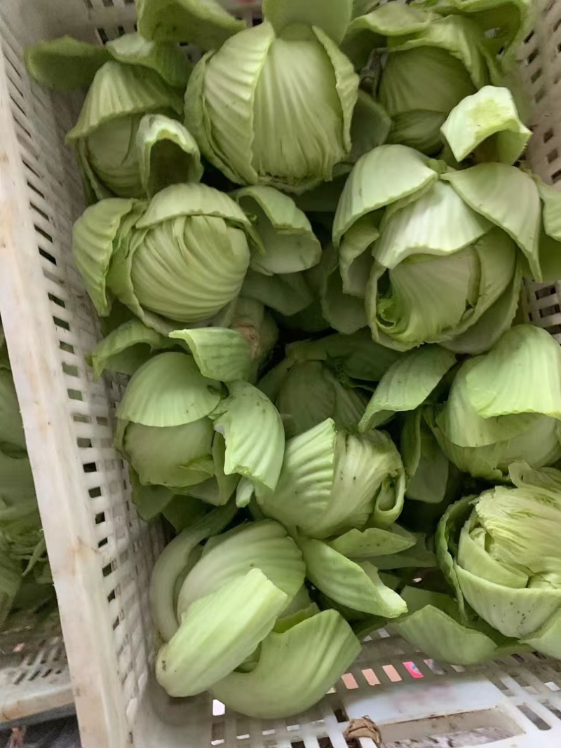 饶平本地芥菜心
