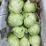 饶平本地芥菜心