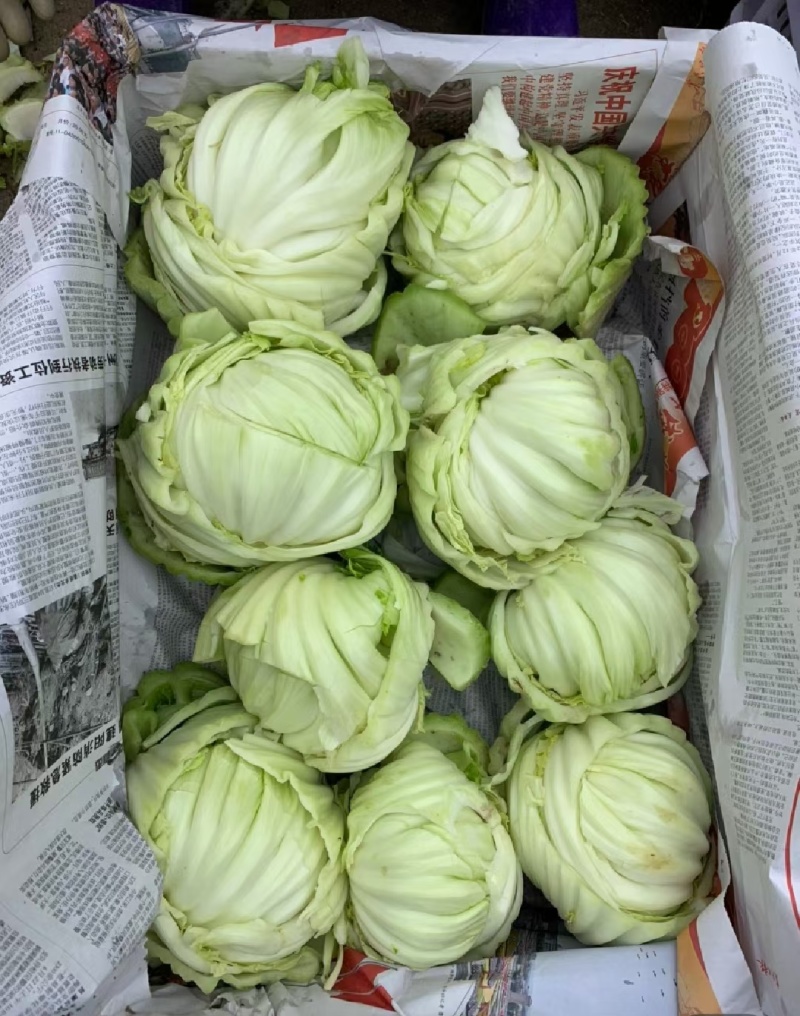 饶平本地芥菜心