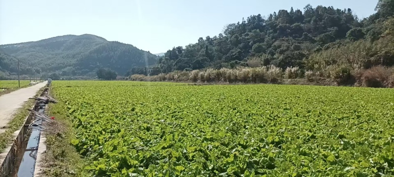 饶平本地芥菜心