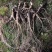 野生林下山参东北特产野生移植山参整支批发