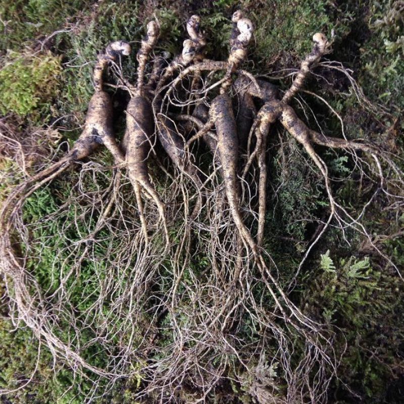 野生林下山参东北特产野生移植山参整支批发