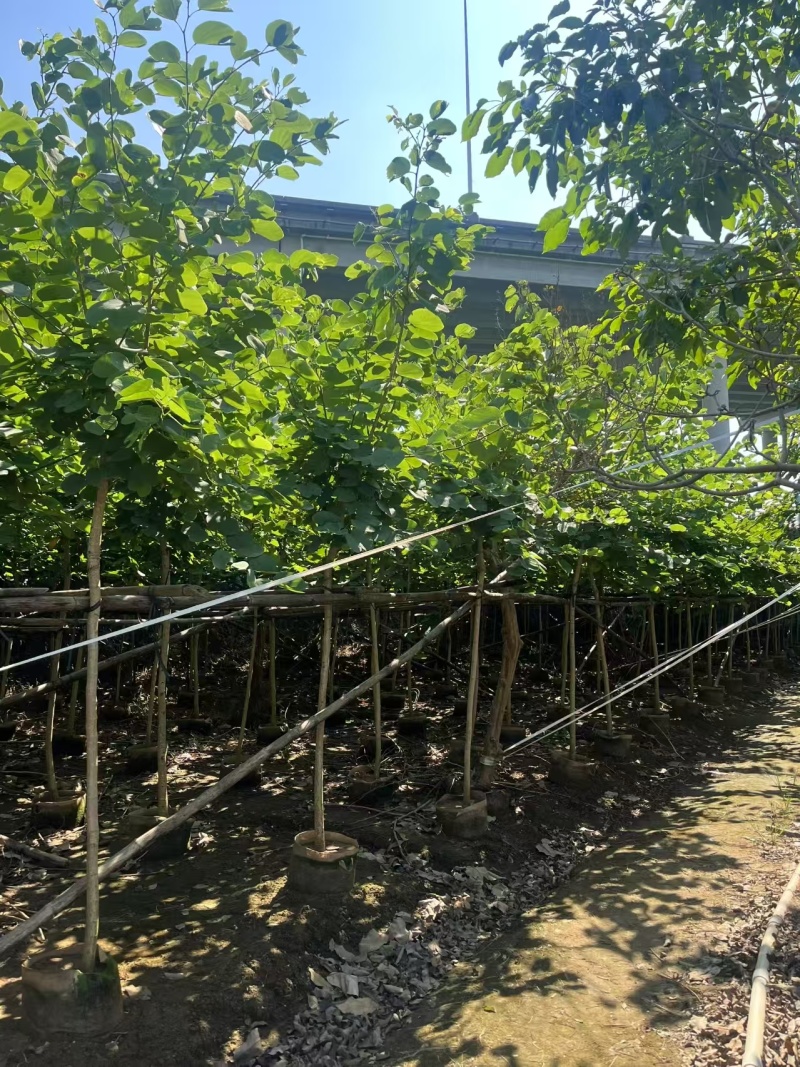 红花紫荆4-5分高2.5-3米中山发货
